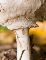 Chlorophyllum rhacodes