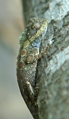 Agamidae