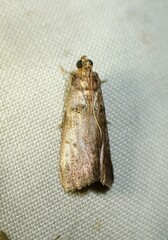 Acrobasis angusella
