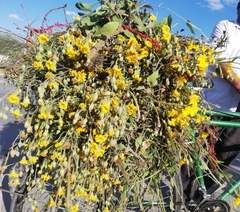 Heterotheca inuloides