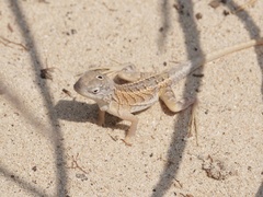 Chalarodon madagascariensis