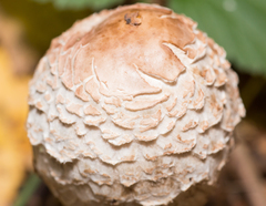 Chlorophyllum rhacodes