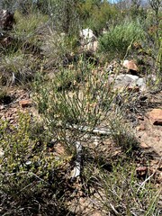 Passerina truncata