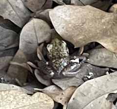 Eleutherodactylus marnockii