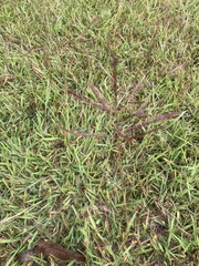 Bothriochloa ischaemum