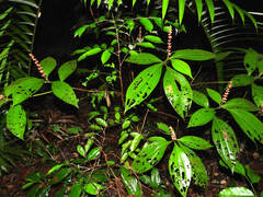 Miconia nervosa