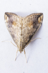 Evergestis rimosalis