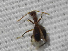 Acanthinus argentinus