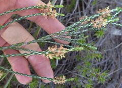 Passerina truncata