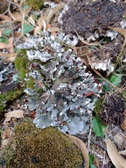 Peltigera polydactylon