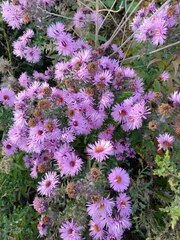 Symphyotrichum novae-angliae