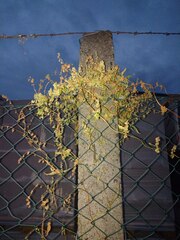 Fallopia
