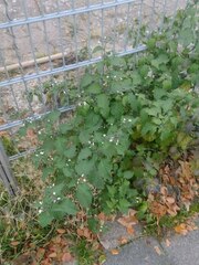 Solanum nigrum