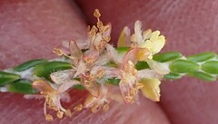 Passerina truncata
