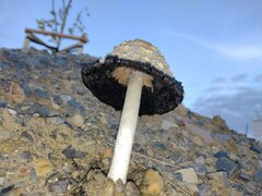 Coprinus comatus