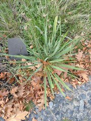 Yucca