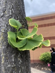 Ginkgo