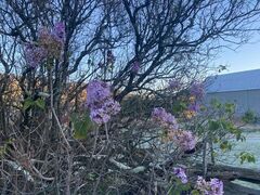 Syringa vulgaris