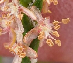 Passerina truncata