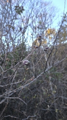 Syringa pubescens