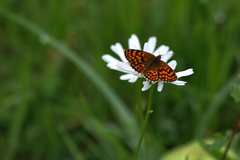 Melitaea athalia
