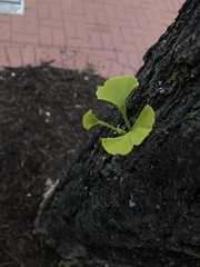 Ginkgo