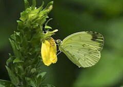 Eurema senegalensis
