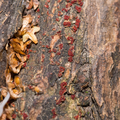 Nectriaceae