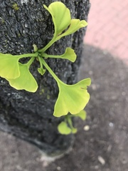 Ginkgo