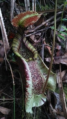 Nepenthes rafflesiana