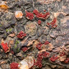 Nectriaceae