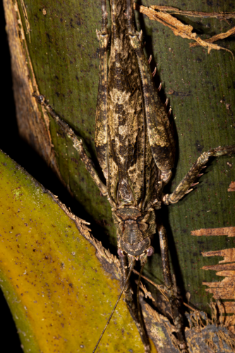 Acanthodis aquilina
