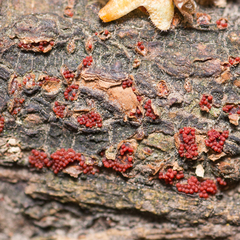 Nectriaceae