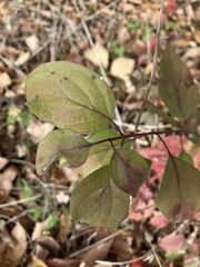 Cornus racemosa