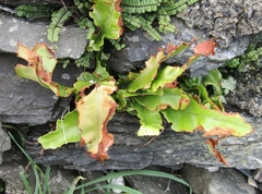 Asplenium scolopendrium scolopendrium