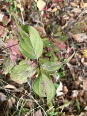 Cornus racemosa