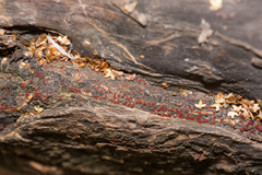 Nectriaceae