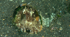 Amphioctopus marginatus