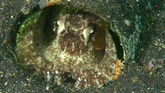 Amphioctopus marginatus