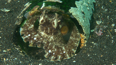 Amphioctopus marginatus
