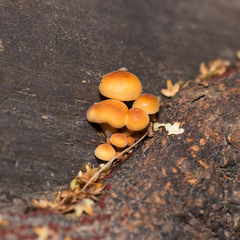 Flammulina