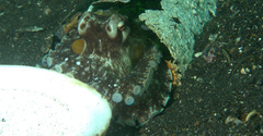 Amphioctopus marginatus