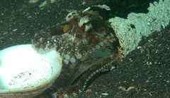 Amphioctopus marginatus