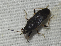 Perigenes similis