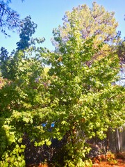 Liquidambar orientalis