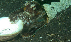 Amphioctopus marginatus