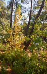 Liquidambar orientalis