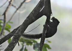 Callosciurus erythraeus