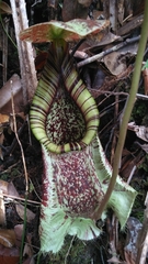 Nepenthes rafflesiana