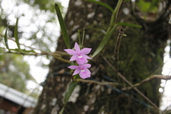 Dimerandra emarginata